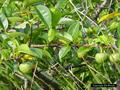 pond apple